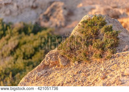 Beautiful Juniper On The Rocks. The Japanese Call It Yamadori. In The Light Of The Setting Sun, We A