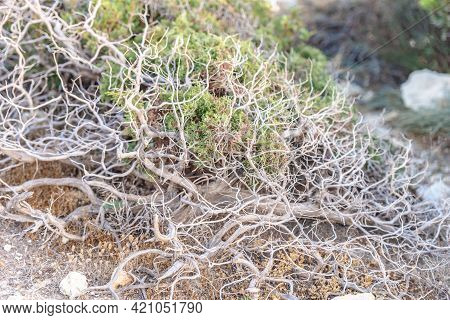 Beautiful Juniper On The Rocks. The Japanese Call It Yamadori. In The Light Of The Setting Sun, We A