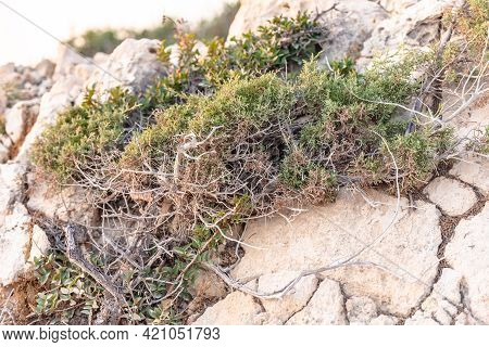 Beautiful Juniper On The Rocks. The Japanese Call It Yamadori. In The Light Of The Setting Sun, We A