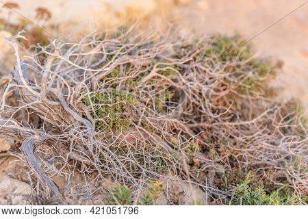 Beautiful Juniper On The Rocks. The Japanese Call It Yamadori. In The Light Of The Setting Sun, We A
