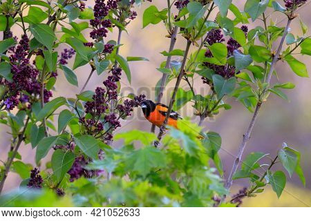A Baltimore Oriole In A Lilac Tree. Photographed In Ontario Canada