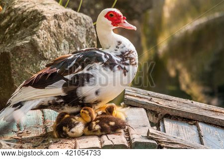 White And Black Duck With Red Head, The Muscovy Duck, Standing On The Shore Of The Pond With Its Cut