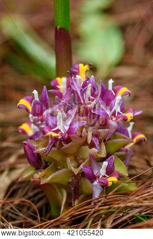 Suthep Siamese Flowers Are Blooming From The Ground In Doi Suthep-pui National Park, Thailand.