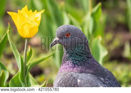 Portrait Of A Common Grey Urban Pigeon In The Picturesque Green Meadow With Yellow Tulips. Domestic 