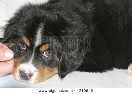 Bernese 산 강아지