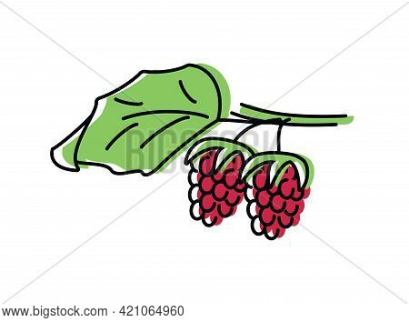Raspberries. Natural Berries. Vector Illustration In Flat Style