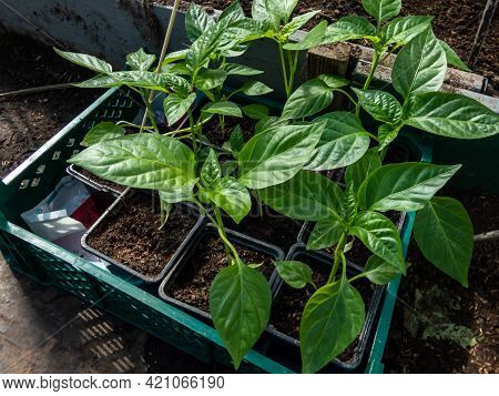 Box Of Home-grown Small Pepper Plants Growing In Pots In Greenhouse. Vegetable Seedlings In Pots, Ge