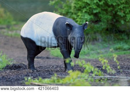 The Malayan Tapir (acrocodia Indica), Also Called The Asian, Asiatic, Oriental, Indian Or Piebald Ta