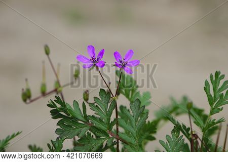 Beautiful Purple Wild Forest Flowers. Two Flowers. Geranium Robertianum, Or Herb-robert, Red Robin, 