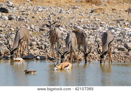 クーズーは、牛し、子牛