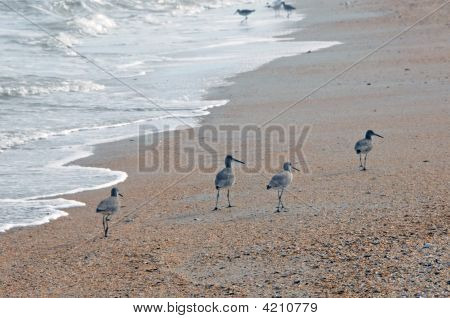 Sandpipers