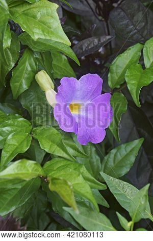 Bush Clockvine (thunbergia Erecta). Called King's-mantle And Potato Bush Also