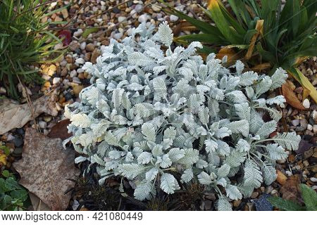 Close-up Image Of Partridge Feather (tanacetum Densum Ssp. Amani)