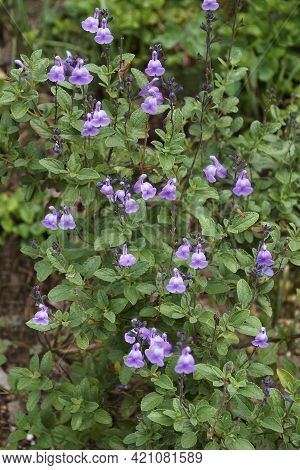 Baby Sage (salvia Microphylla). Called Graham's Sage And Blackcurrant Sage Also.
