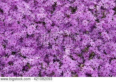 Creeping Phlox (phlox Subulata). Called Moss Phlox, Moss Pink And Mountain Phlox Also.