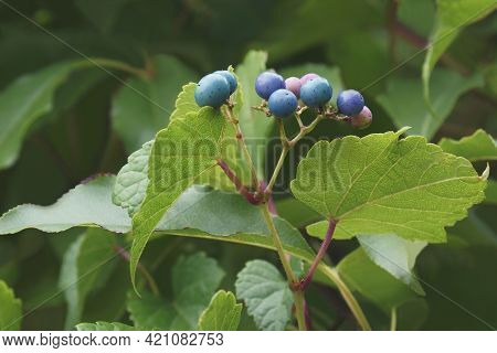 Creeper (ampelopsis Heterophylla). Called Porcelain Berry, Amur Peppervine And Wild Grape Also. Anot