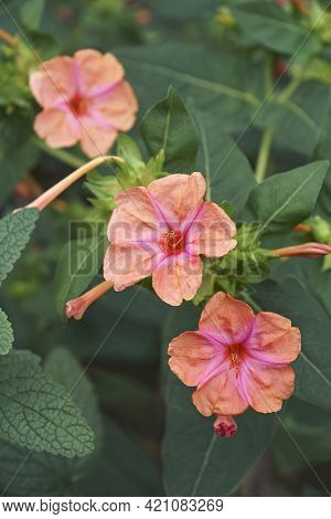 Marvel Of Peru (mirabilis Jalapa). Called Four O'clock Flower Also