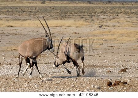 Orix (gemsbok) kamp