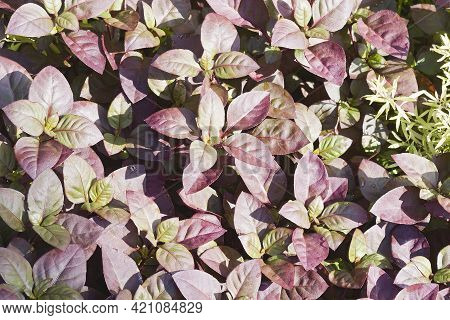 Large Purple Alternanthera (alternanthera Brasiliana). Called Metal Weed, Bloodleaf, Parrot Leaf, Ru