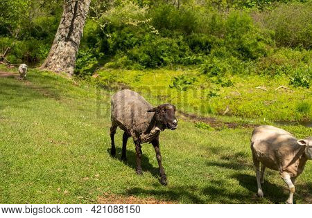 Beautiful Idyllic Green Pastoral Image Of A Freshly Shorn Black Sheep With Her Flock. Natural Light 