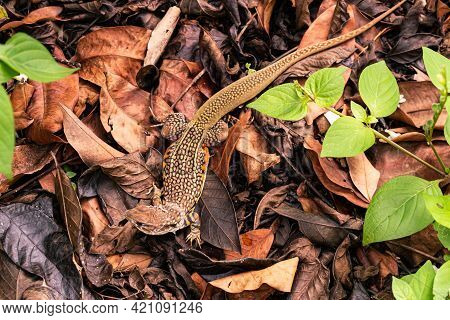Top View Of Butterfly Lizard Or Leiolepis Belliana Or Small-scaled Lizards Or Ground Lizards Or Butt