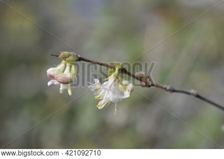 Winter Flowering Honeysuckle Flowers - Latin Name - Lonicera Fragrantissima