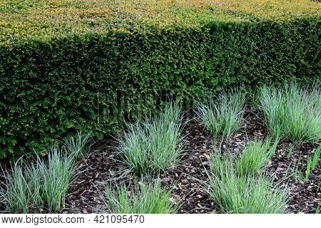 Is An Evergreen Conifer Suitable For Both Low And High Hedges. It Also Tolerates More Significant Sh