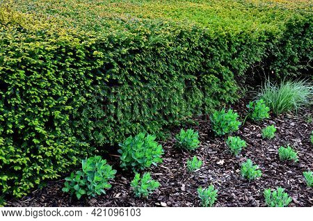 Is An Evergreen Conifer Suitable For Both Low And High Hedges. It Also Tolerates More Significant Sh
