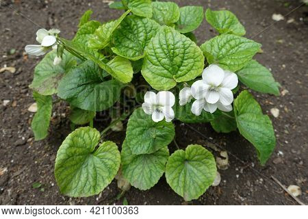 Close View Of White Flowers Of Viola Sororia Albiflora In Mid May