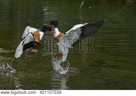 Two Shelduck (tadorna Tadorna) Fighting During The Breeding Season.