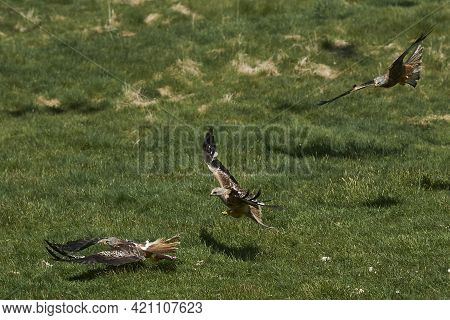 Red Kite (milvus Milvus) Flying Low To Pick Up Food At Gigrin Farm In Wales, United Kingdom.