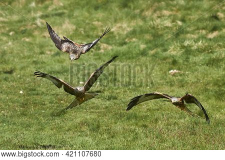 Red Kite (milvus Milvus) Flying Low To Pick Up Food At Gigrin Farm In Wales, United Kingdom.