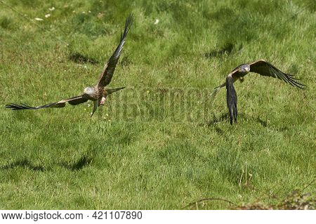 Red Kite (milvus Milvus) Flying Low To Pick Up Food At Gigrin Farm In Wales, United Kingdom.