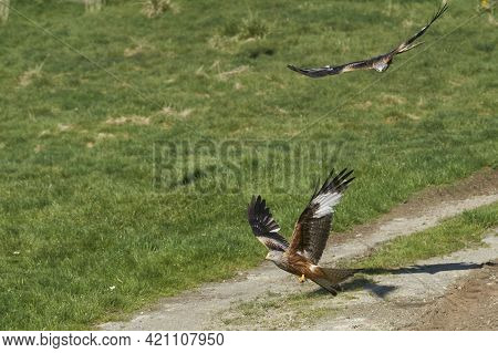 Red Kite (milvus Milvus) Flying Low To Pick Up Food At Gigrin Farm In Wales, United Kingdom.