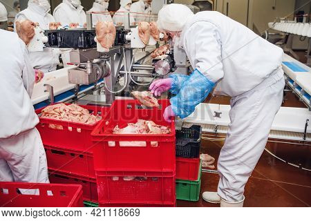 Production Line In The Food Factory Stock Photo.workers At Meet Industry Handle Meat Organizing Pack
