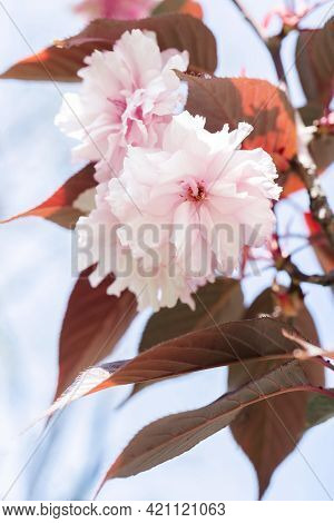Pink Cherry Blossoms On A Branch With A Blurred Background.
