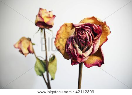 Rosa marchita sobre fondo blanco