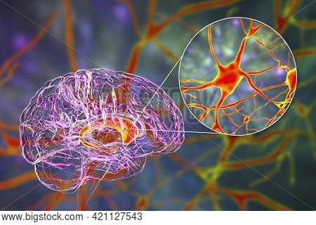 Caudate Nuclei In Human Brain And Its Neurons, 3d Illustration. The Caudate Nucleus Is A Component O