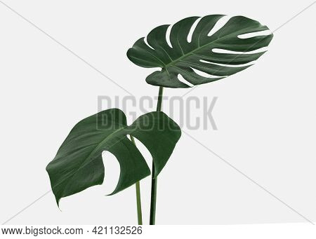 Monstera delicosa plant leaf on an off white background