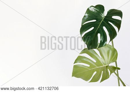 Monstera delicosa plant leaf on an off white background