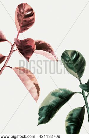 Faded effect on an Indian rubber plant