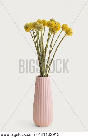 Dried Craspedia flower in a pink vase on an off white background