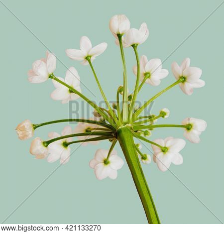 Natural white Allium Neapolitanum flower 