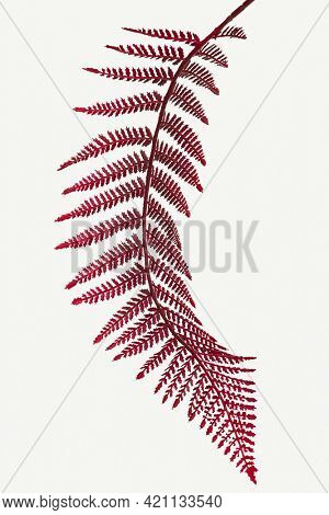 Red colored leatherleaf fern mockup