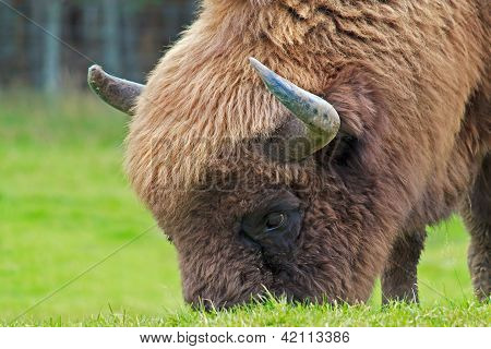 Europæisk Bison