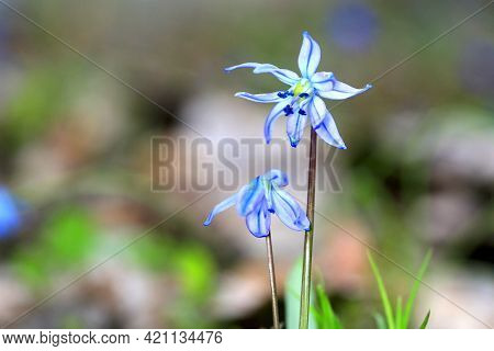 Nice blue wild flowers at spring - scilla bifolia