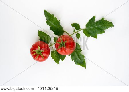 Fresh Home-grown Organic Tomatoes on Leaves