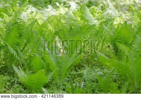 Bright Green Fern On A Summer Sunny Day In The Forest