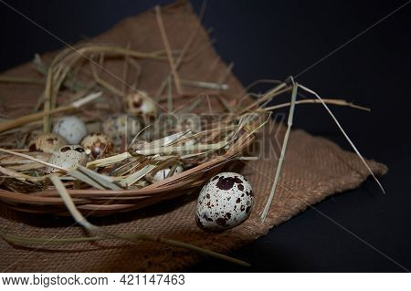 Quail Eggs Lie In The Hay On A Black Background.