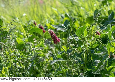 Blooming  Trifolium Incarnatum Also Known As Crimson Clover Or Italian Clover. Close Up. Detail. Sel